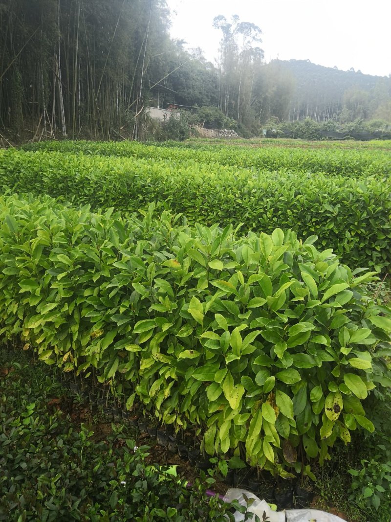 供应火力楠（醉香含笑）