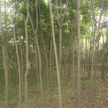 栾树6~8cm4~6cm2.5~3米