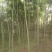 栾树6~8cm4~6cm2.5~3米