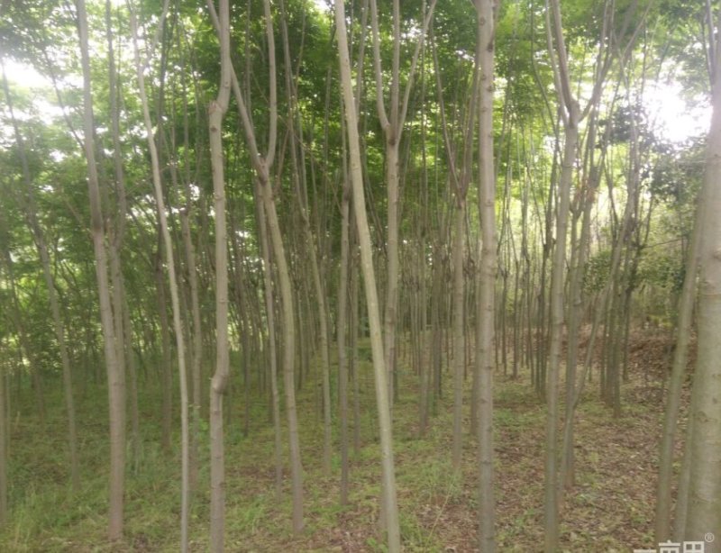 栾树6~8cm4~6cm2.5~3米