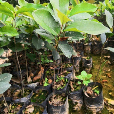 供应油茶苗丶油茶袋苗丶嫁接苗
