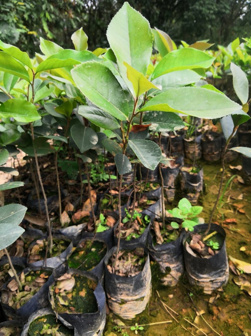 供应油茶苗丶油茶袋苗丶嫁接苗