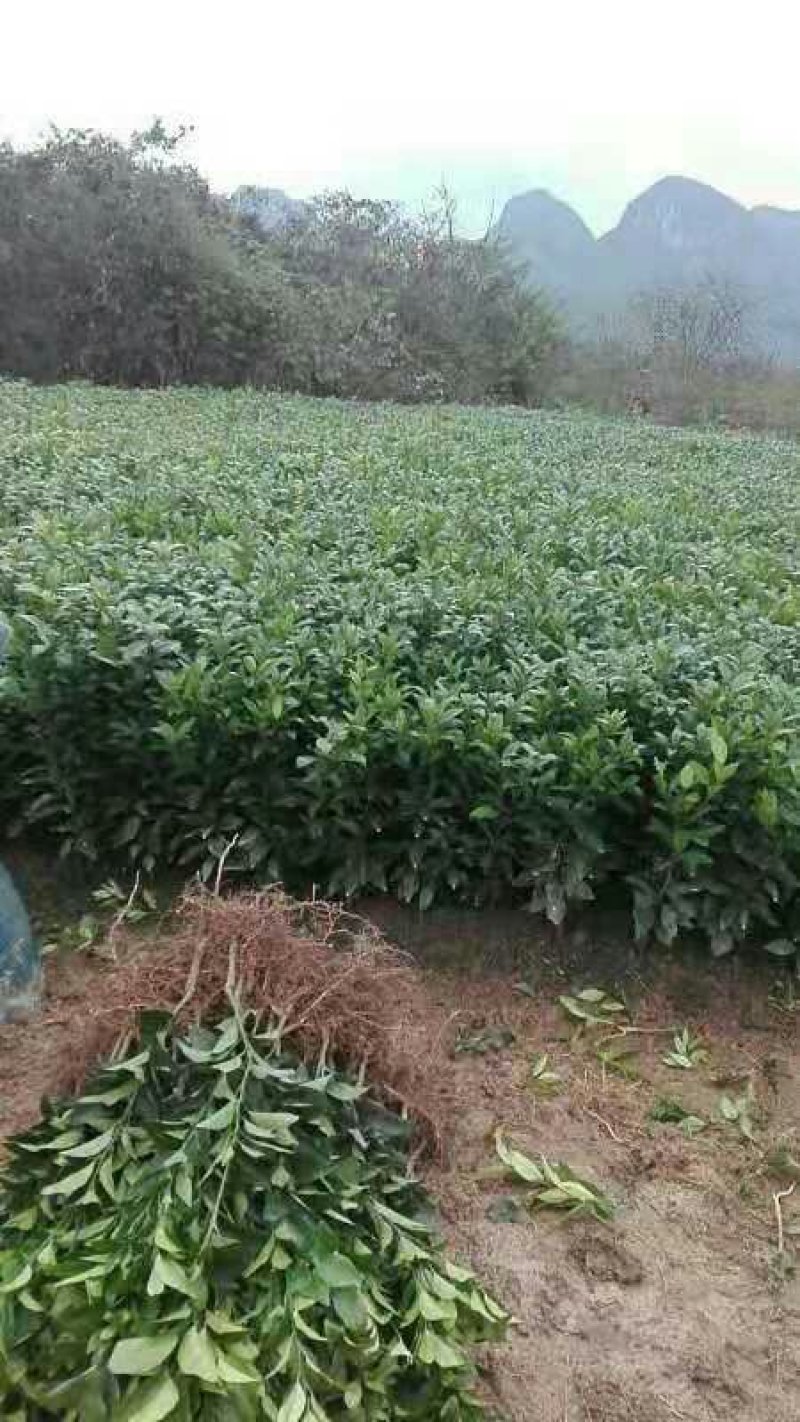 沃柑苗
