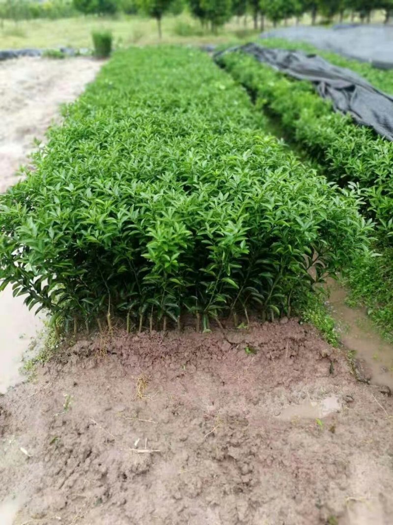 沃柑苗