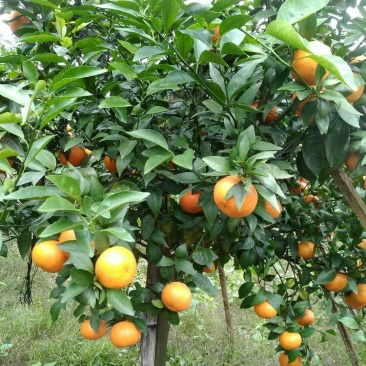 沃柑苗