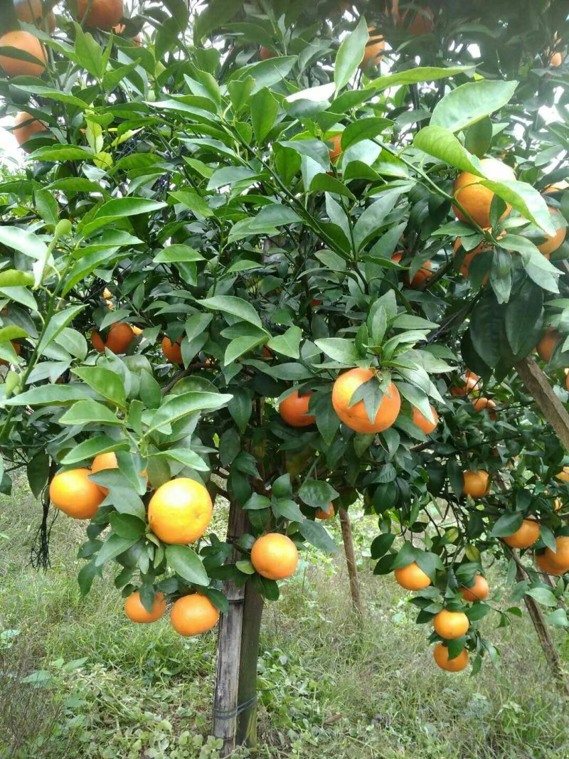 沃柑苗