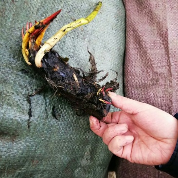荷花芦苇香蒲人工浮岛等各种水生绿植