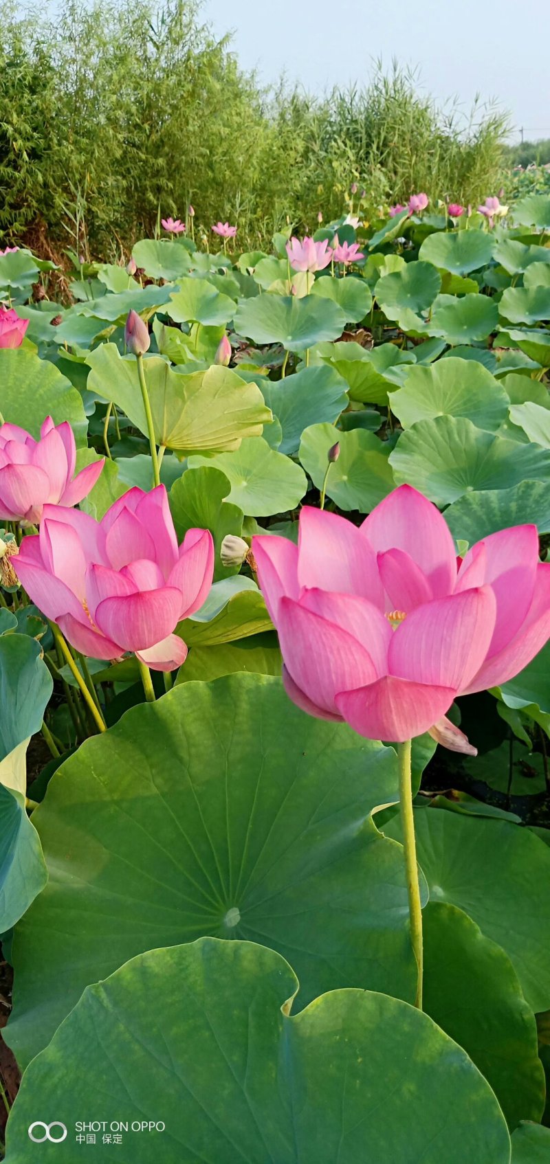 荷花芦苇香蒲人工浮岛等各种水生绿植