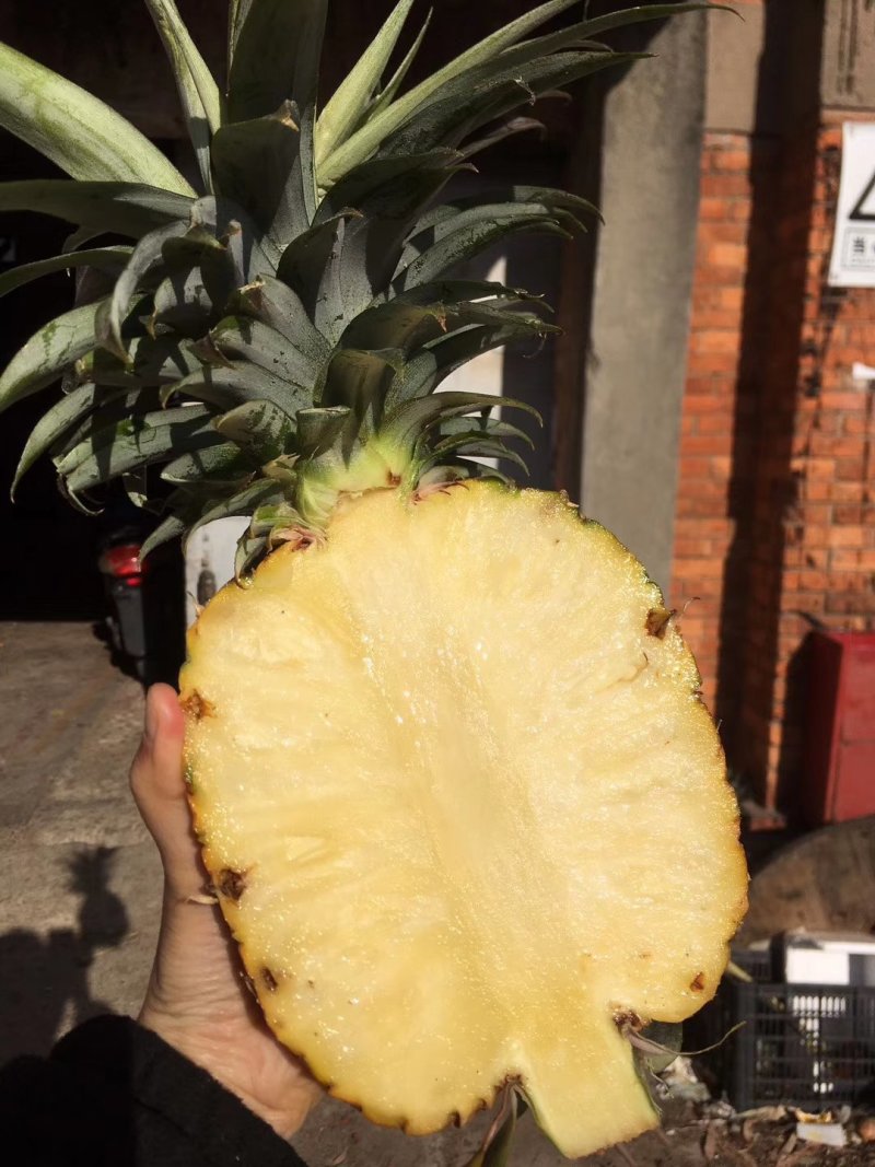 版纳金钻凤梨，，，，，，，，，，，，，，。，，，