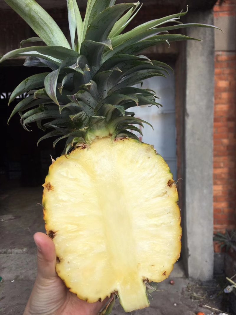 版纳金钻凤梨，，，，，，，，，，，，，，。，，，