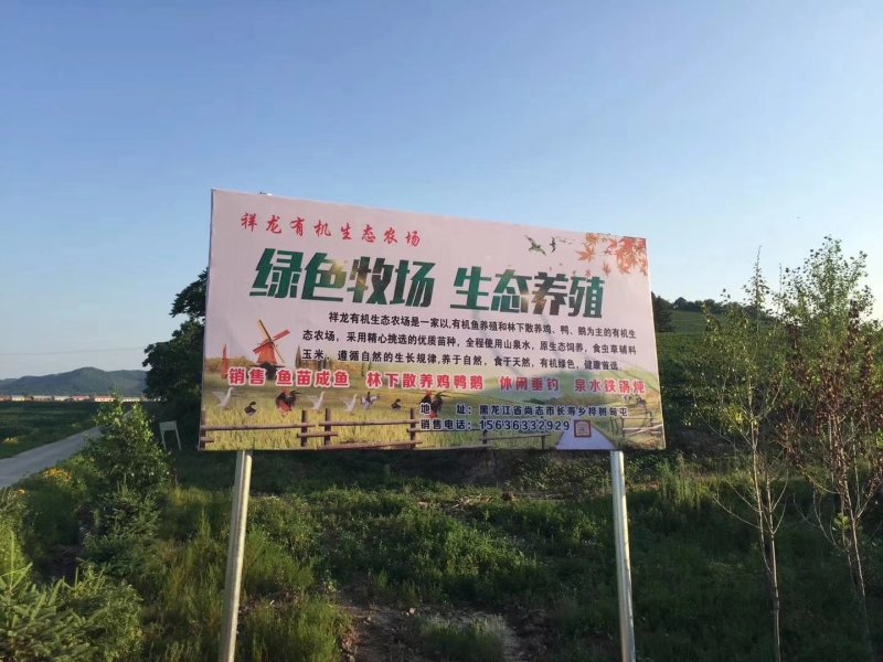 常年出售散养大公鸡母鸡