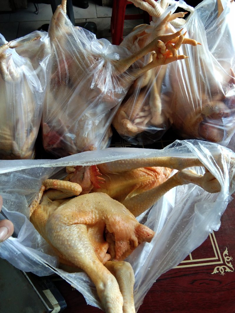 常年出售散养大公鸡母鸡