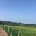 常年出售散养大公鸡母鸡