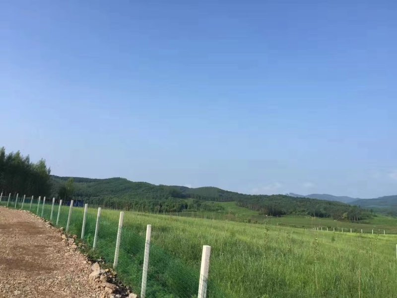 常年出售散养大公鸡母鸡