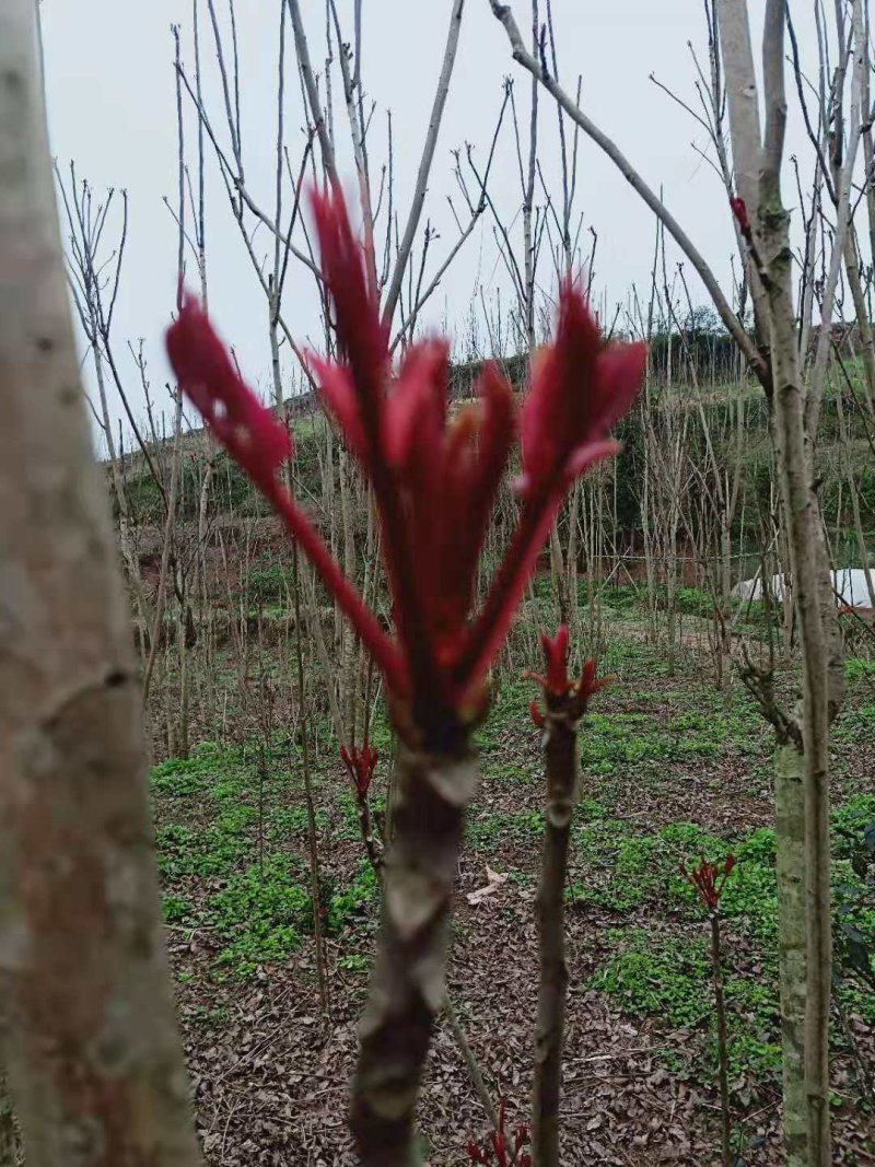 香椿芽四川大竹红香椿产地，自产自销，现大量批发，欢迎进店