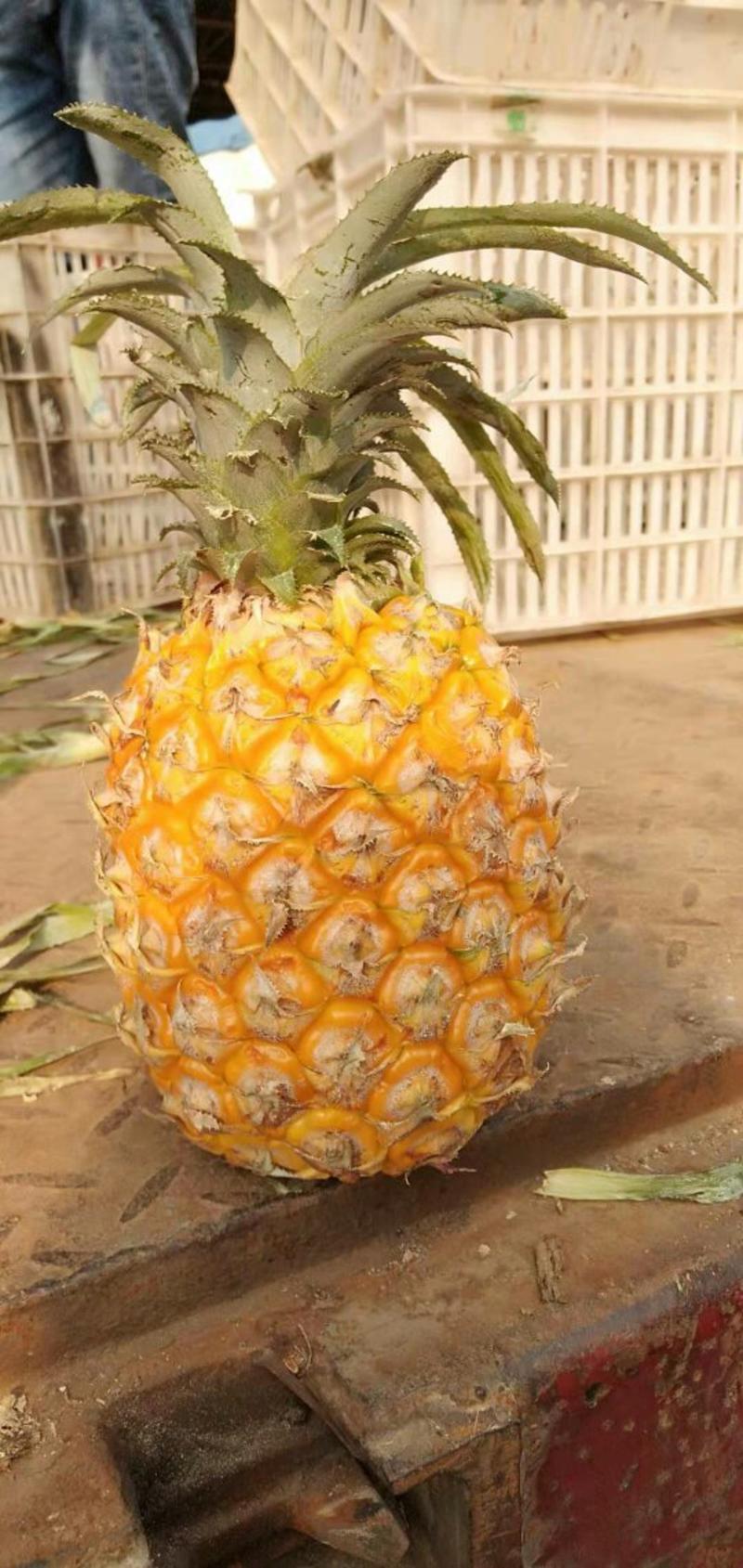 海南新鲜菠萝大中小规格，个头均匀