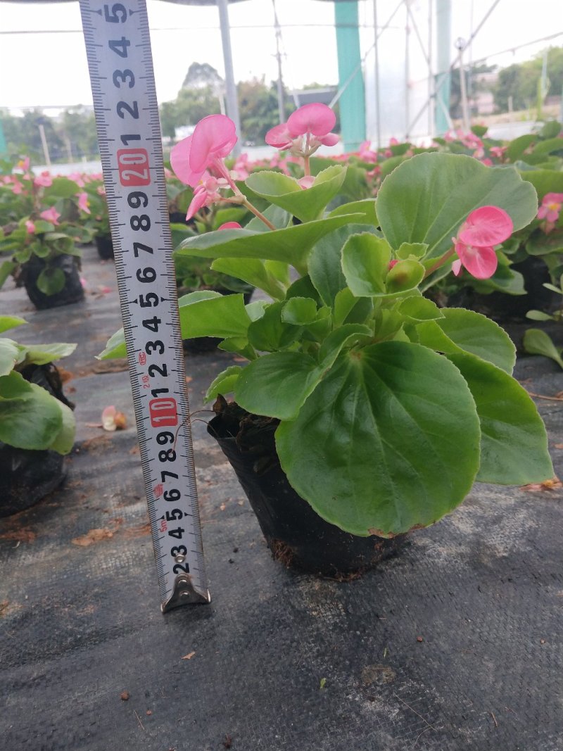 就有一种颜色四季海棠
