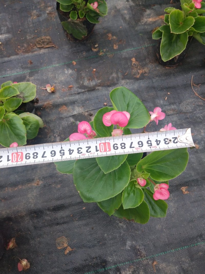 就有一种颜色四季海棠