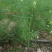 常年出售优质芦笋苗全程技术指导一次种植可连续采收