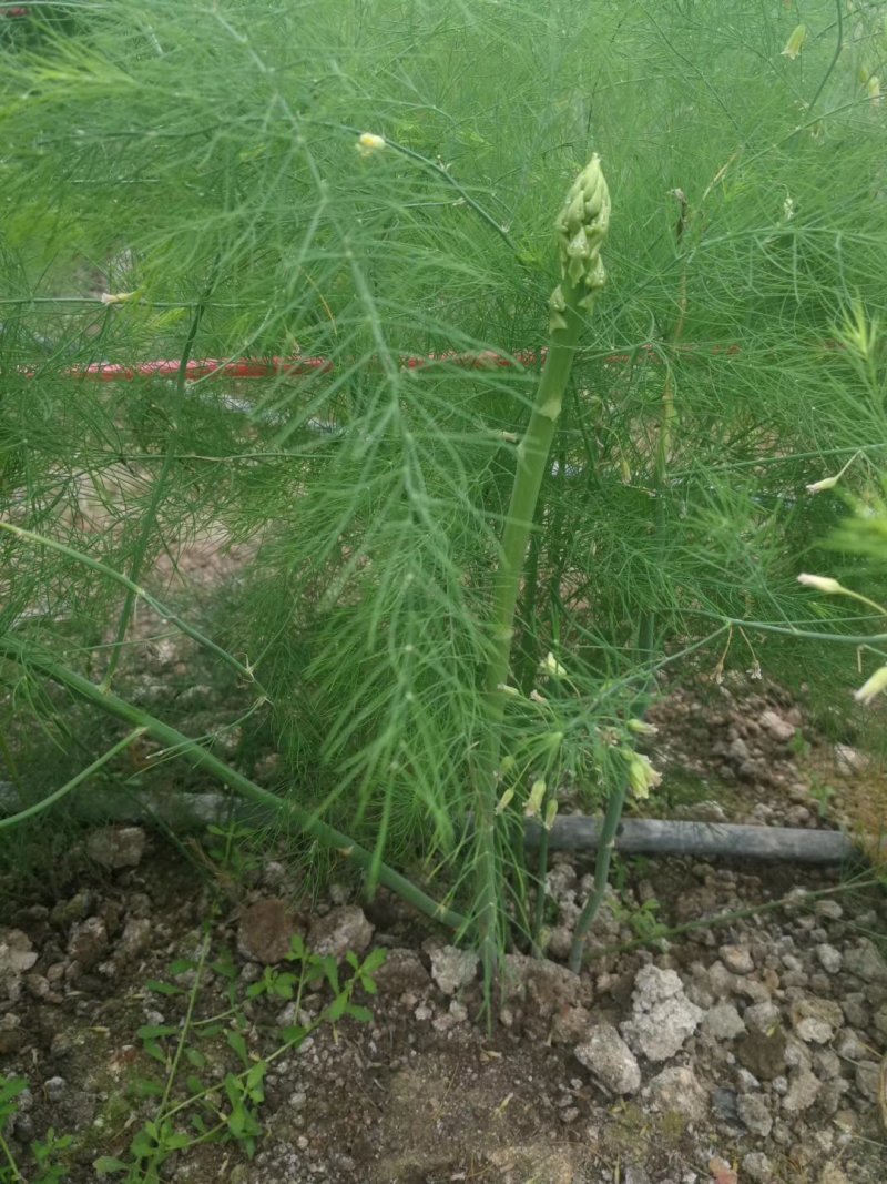 常年出售优质芦笋苗全程技术指导一次种植可连续采收