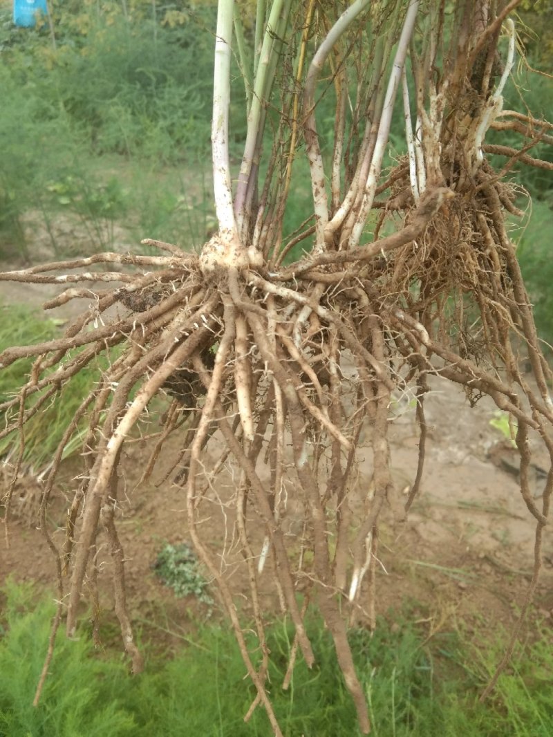 常年出售优质芦笋苗全程技术指导一次种植可连续采收