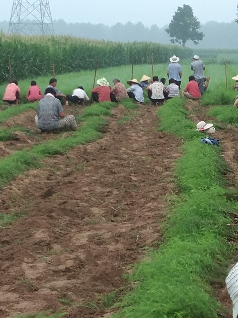 常年出售优质芦笋苗全程技术指导一次种植可连续采收