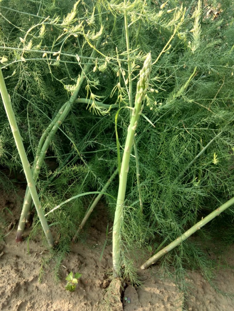 常年出售优质芦笋苗全程技术指导一次种植可连续采收