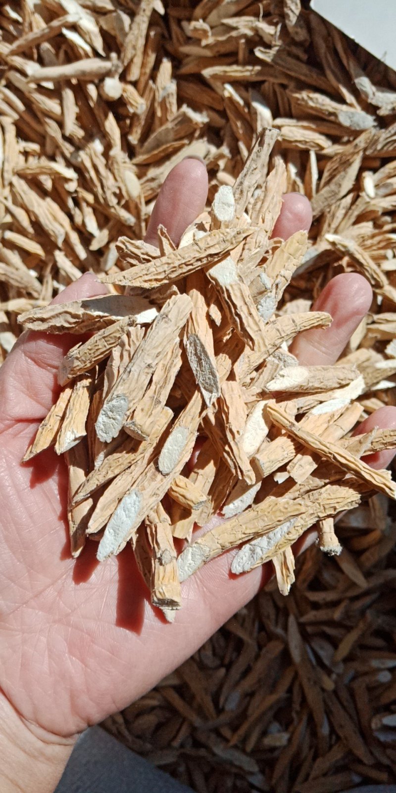 牛大力牛大力干货批发零售各种规格中药材批发