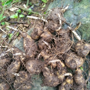 黄精种苗种茎，种茎培肓3年苗及以上，1一2.5公分。