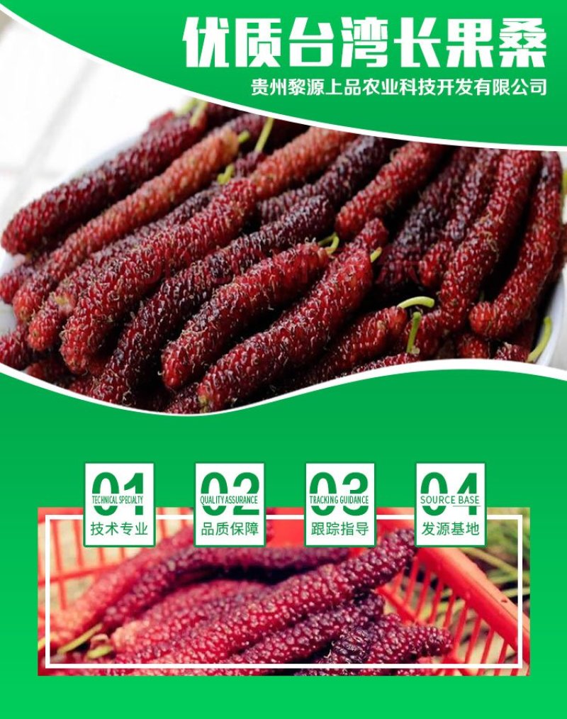贵州基地直供台湾长果桑苗