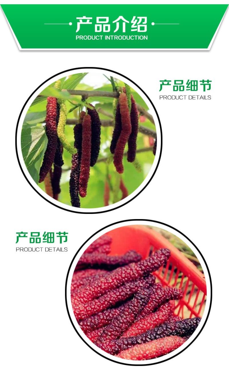 贵州基地直供台湾长果桑苗