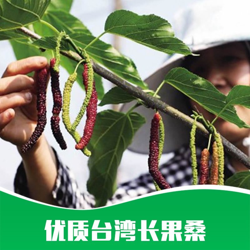 贵州基地直供台湾长果桑苗
