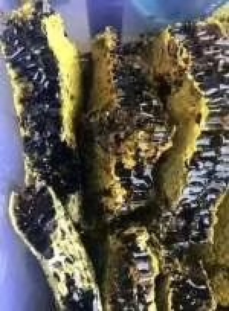 缅甸野生黑蜂蜜一手货源