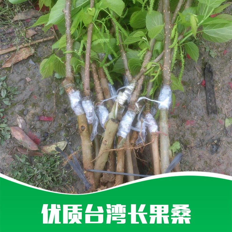 贵州基地直供台湾长果桑苗