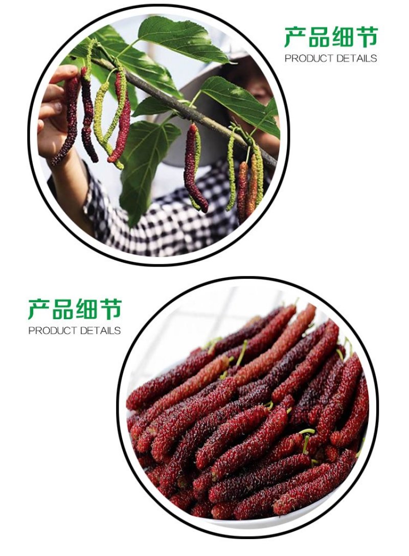 贵州基地直供台湾长果桑苗
