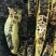 缅甸野生黑蜂蜜一手货源