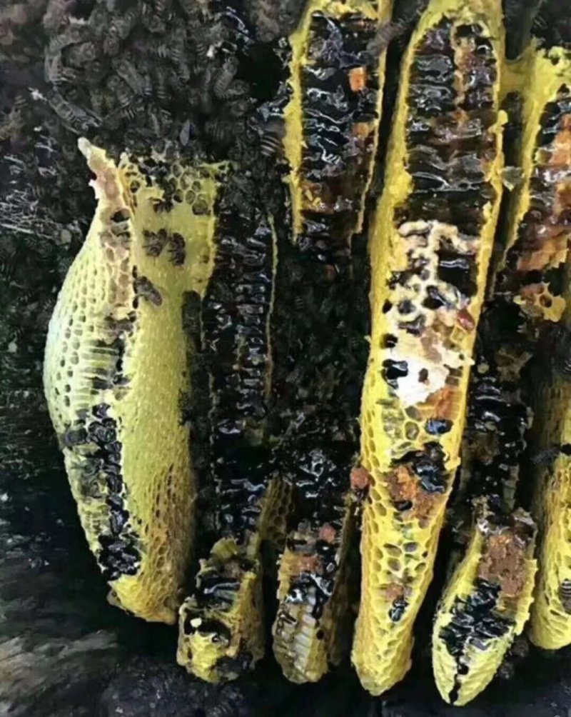 缅甸野生黑蜂蜜一手货源