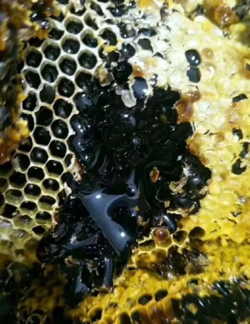 缅甸野生黑蜂蜜一手货源