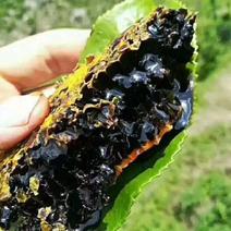 缅甸野生黑蜂蜜一手货源