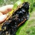 缅甸野生黑蜂蜜一手货源