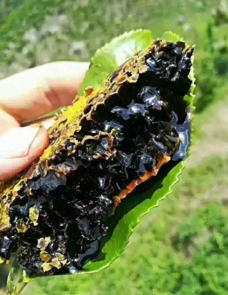 缅甸野生黑蜂蜜一手货源