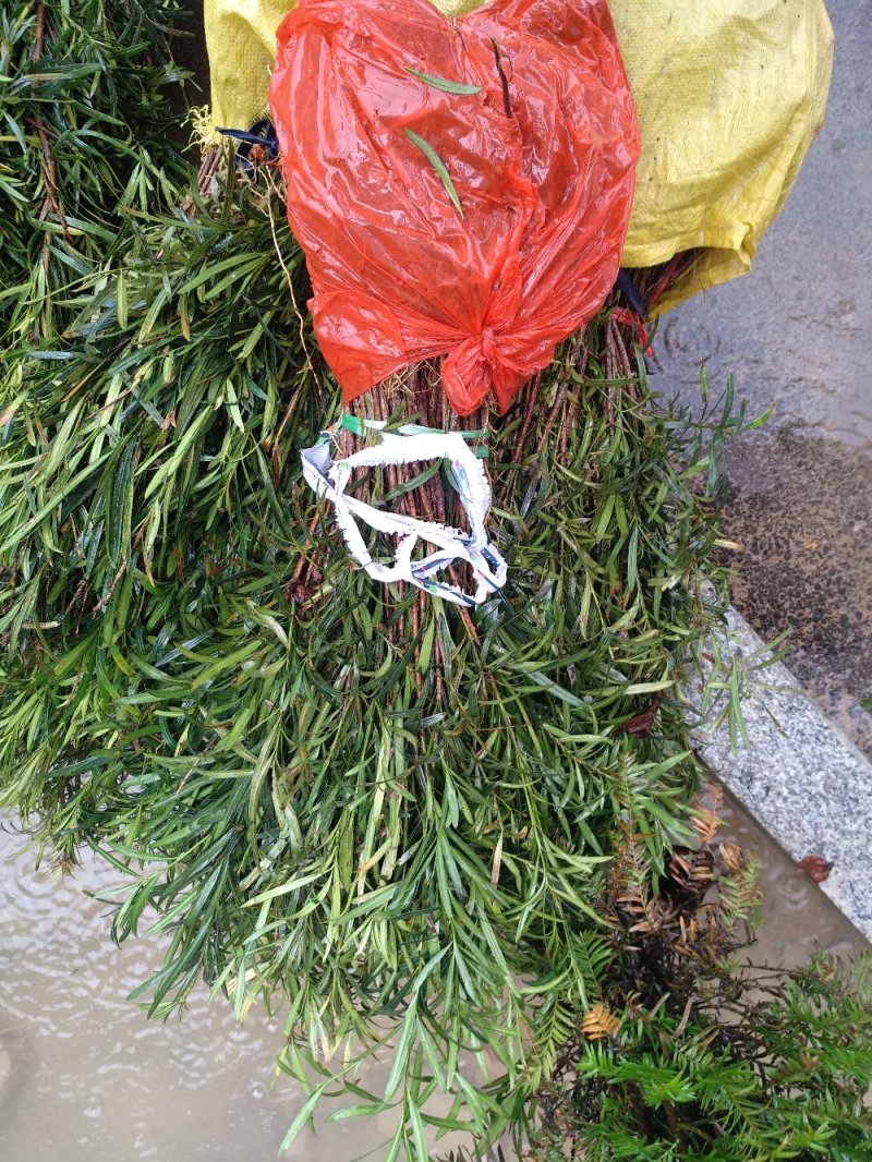 罗汉松地栽苗福建产地直销一手货源长期供应可实地看货现挖