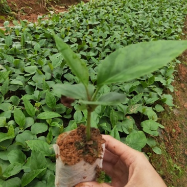 布福娜