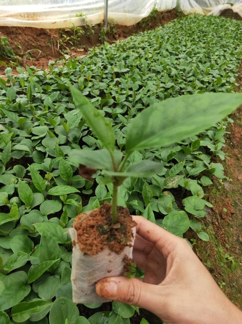 布福娜