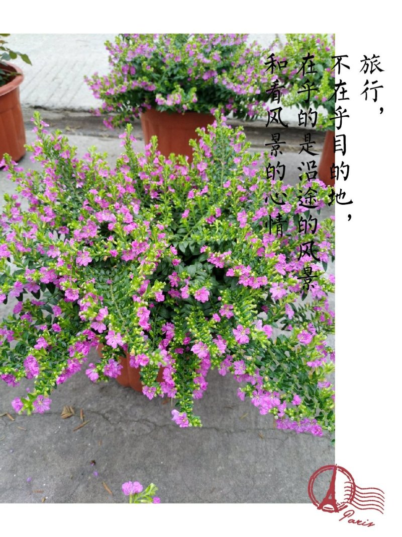 红花满天星。绿化工程各种规格上海大韩园艺基地供货
