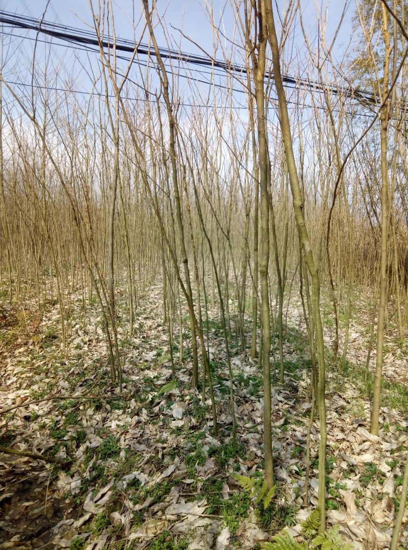 无患子(各种规恪大中小苗齐全，量大)