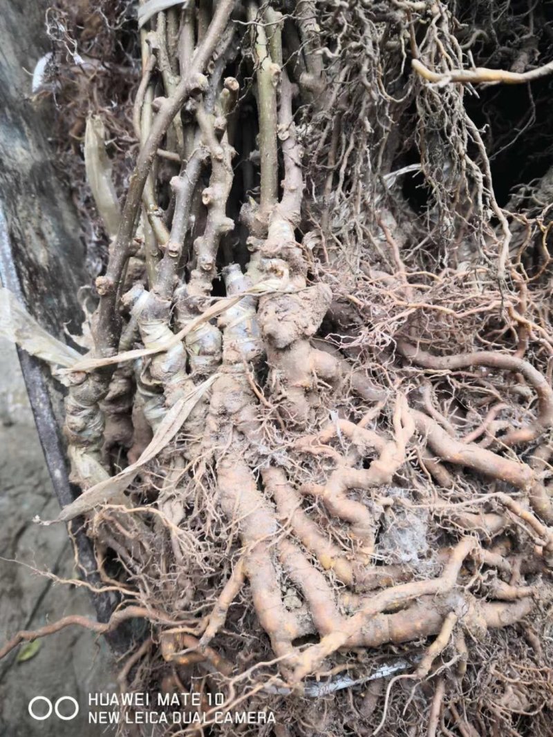 车厘子嫁接苗当年开花结果6.98一棵100棵包邮