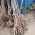 车厘子嫁接苗当年开花结果6.98一棵100棵包邮