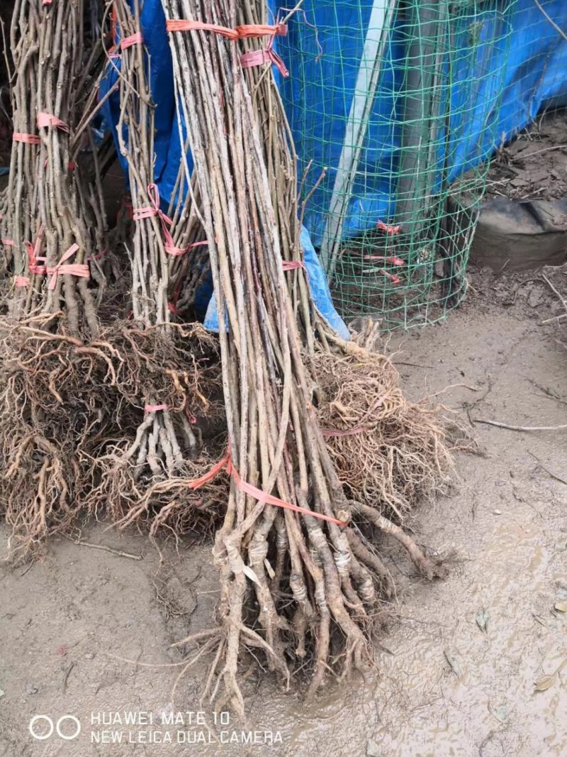 车厘子嫁接苗当年开花结果6.98一棵100棵包邮