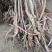 车厘子嫁接苗当年开花结果6.98一棵100棵包邮